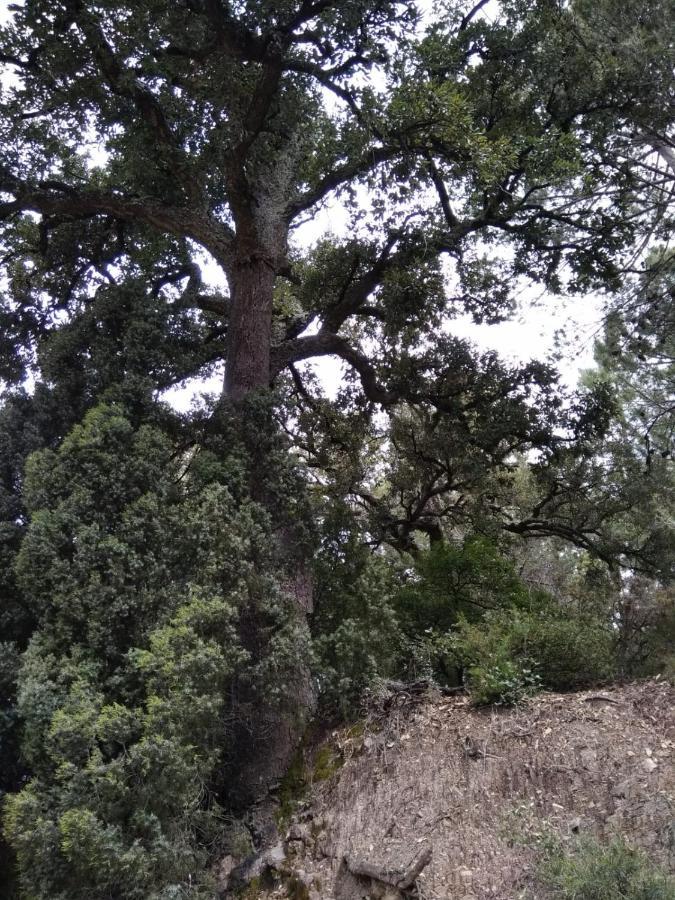 Pavies Casa De Amparo Y Jose Manuel旅馆 外观 照片