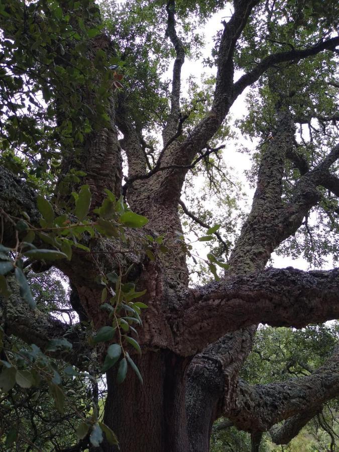 Pavies Casa De Amparo Y Jose Manuel旅馆 外观 照片